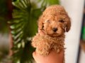 Uygun fiyatlı Toy Poodle ırk garantili red brown 