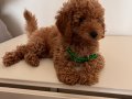 Erkek red brown orijinal sağlık ve ırk garantili Toy poodle
