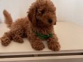 Erkek red brown orijinal sağlık ve ırk garantili Toy poodle