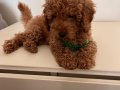 Erkek red brown orijinal sağlık ve ırk garantili Toy poodle