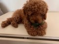 Erkek red brown orijinal sağlık ve ırk garantili Toy poodle