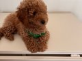 Erkek red brown orijinal sağlık ve ırk garantili Toy poodle