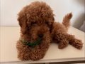 Uygun fiyata ev ortamında beslenen toy poodle
