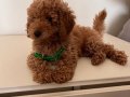 Uygun fiyata ev ortamında beslenen toy poodle
