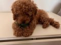 Uygun fiyata ev ortamında beslenen toy poodle