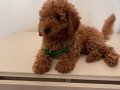 Uygun fiyata ev ortamında beslenen toy poodle