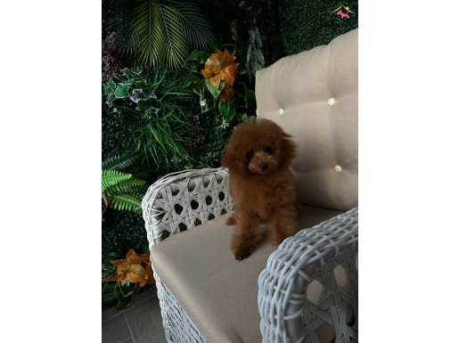 Red toy poodle dişi erkek