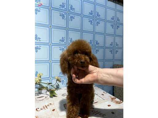 Toy poodle dişi