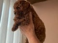 Toy poodle