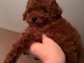 Toy poodle