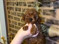 Toy poodle