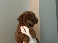 Toy poodle