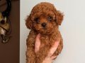 Toy poodle