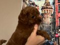 Toy poodle