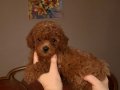 Toy poodle