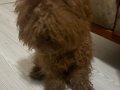 Toy poodle