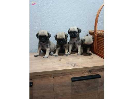 Safkan Pug mobs bebekler