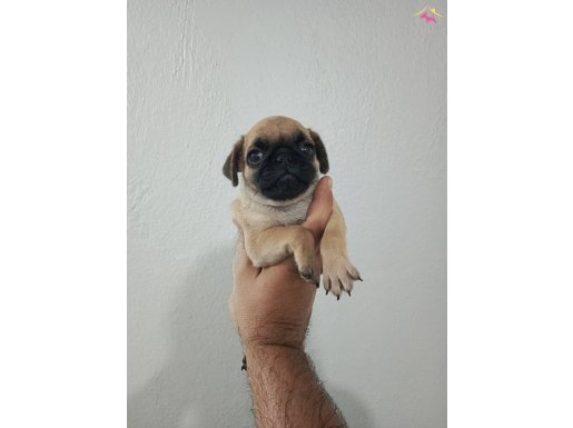 Orjinal pug mobs minikler