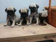 Safkan Pug mobs bebekler