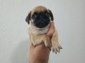 Orjinal pug mobs minikler