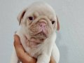 Orjinal pug mobs minikler