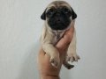 A kalite Pug Mobs Minikler
