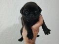 A kalite Pug Mobs Minikler