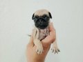 A kalite Pug Mobs Minikler