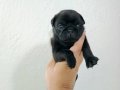 A kalite Pug Mobs Minikler