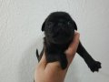 A kalite Pug Mobs Minikler