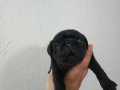 A kalite Pug Mobs Minikler