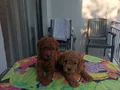 Kore Kan Toy poodle Minikler