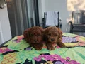 Kore Kan Toy poodle Minikler