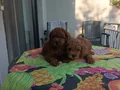 Kore Kan Toy poodle Minikler