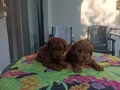 Kore Kan Toy poodle Minikler