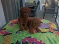 Kore Kan Toy poodle Minikler