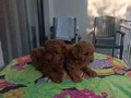 Kore Kan Toy poodle Minikler