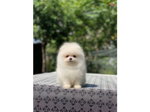 A class ayı surat pomeranian yavrular
