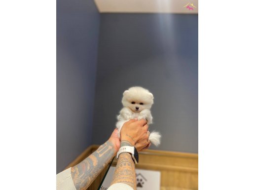 Güzeller güzeli ayı surat pomeranian boo ayı surat yavrular