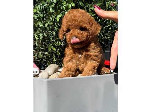 MUHTEŞEM KALİTEDE POODLE BEBEKLER