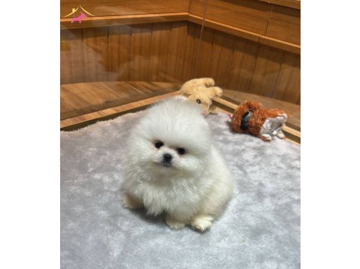 Yurt dışından gelen minnoş ayıcıklar