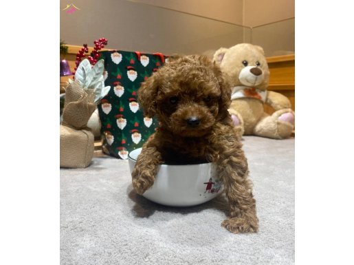 Poodle - Toy minnacık bebekler