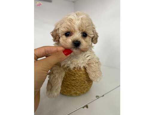 Sosyal ve Oyuncu Karakterli Maltipoo Yavruları