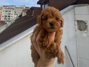 Veteriner teknikerden kore kan dark brown kurabiye yavruları