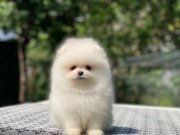 A class ayı surat pomeranian yavrular