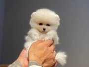 Güzeller güzeli ayı surat pomeranian boo ayı surat yavrular