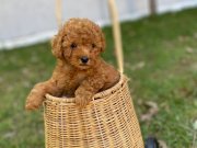 ORJİNAL SAFKAN KİLO GARANTİLİ VE IRKININ EN KOYUSU