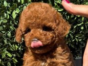 MUHTEŞEM KALİTEDE POODLE BEBEKLER