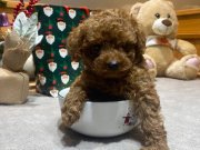 Poodle - Toy minnacık bebekler