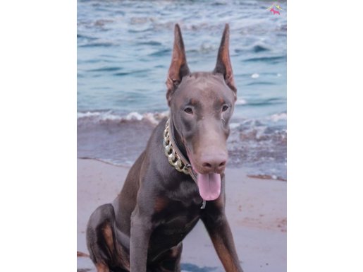 8 AYLIK ÜST DÜZEY ERKEK DOBERMAN 